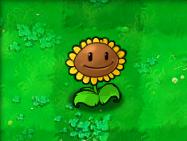植物大战僵尸-向日葵 Sunflower