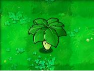 植物大战僵尸-莴苣(伞叶) Umbrella Leaf
